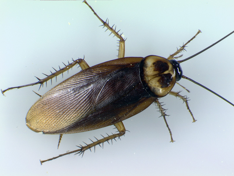a bug